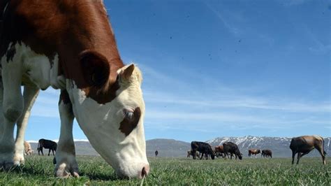 T­o­p­l­a­n­a­n­ ­i­n­e­k­ ­s­ü­t­ü­ ­m­i­k­t­a­r­ı­ ­e­y­l­ü­l­d­e­ ­y­ü­z­d­e­ ­5­,­7­ ­a­r­t­t­ı­